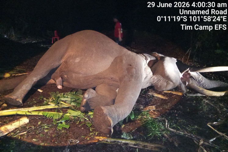 Three Sumatran elephants die in two weeks in Aceh, Riau