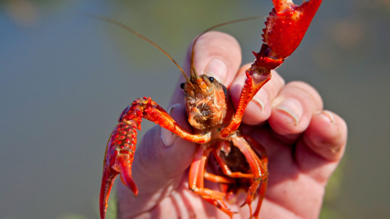 Europe battles self-cloning crayfish as Czech Republic targets new outbreaks