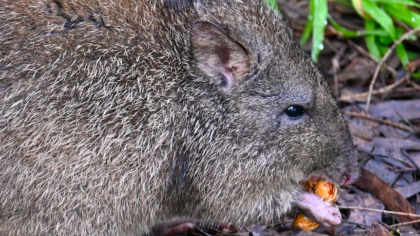 Ozzy the orphaned long-nosed potoroo loves his peanuts