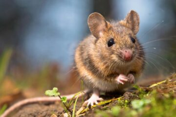 Mouse invasion plagues Friesland farmers