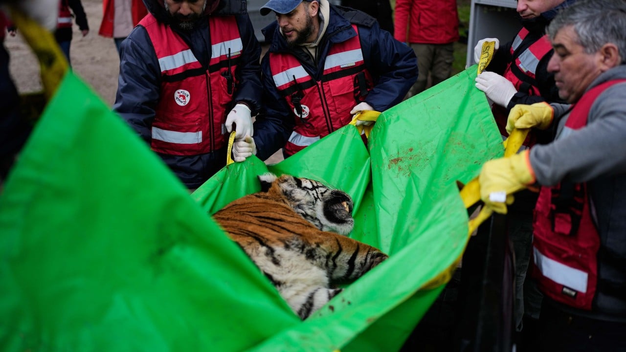 Lions, tigers from notorious zoo in Argentina begin journey to wildlife sanctuaries