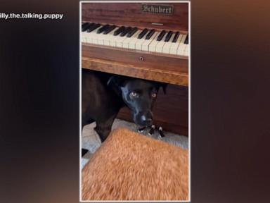 WATCH: This dog really loves live classical music