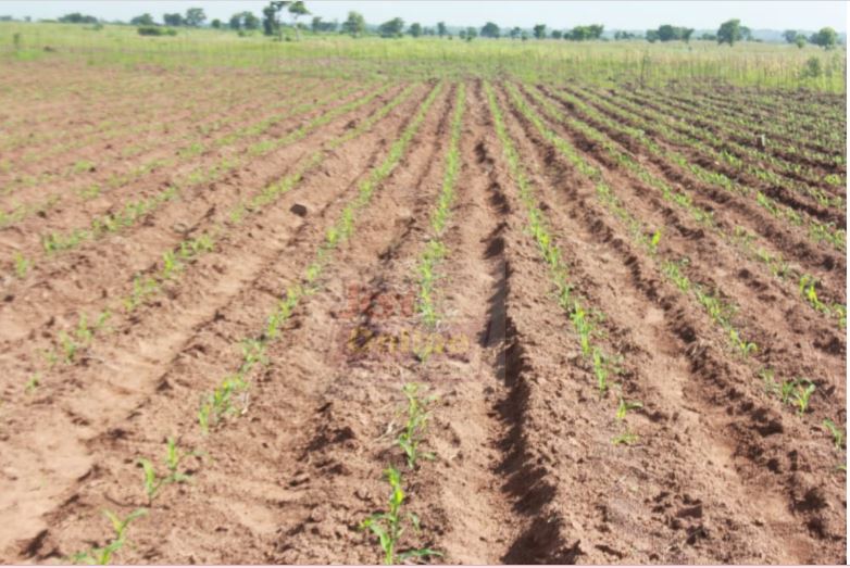 Banks should mobilise $10bn for medium and large-scale farming – Kojo Akoto Boateng