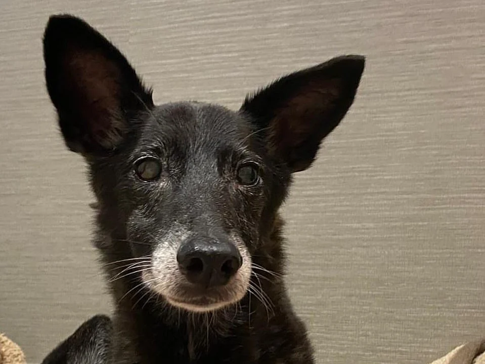 How a British couple in the UAE stepped up to rehome over 50 abandoned dogs and cats: 'A forever home for all'