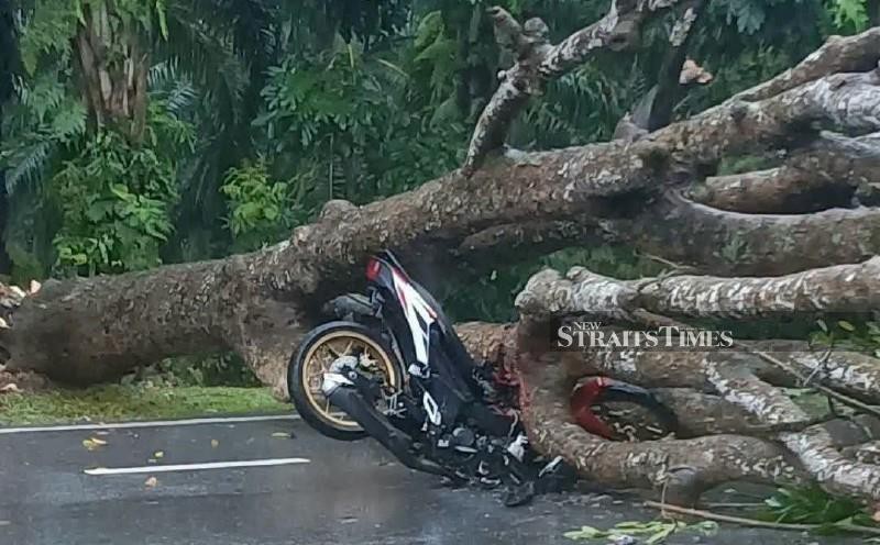 Fallen trees require systematic prevention, says Fire Dept