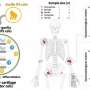 How evolution shaped the human skeleton: Clues from cartilage