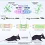 Turning scar-forming cells into neurons helps restore movement after spinal cord injury