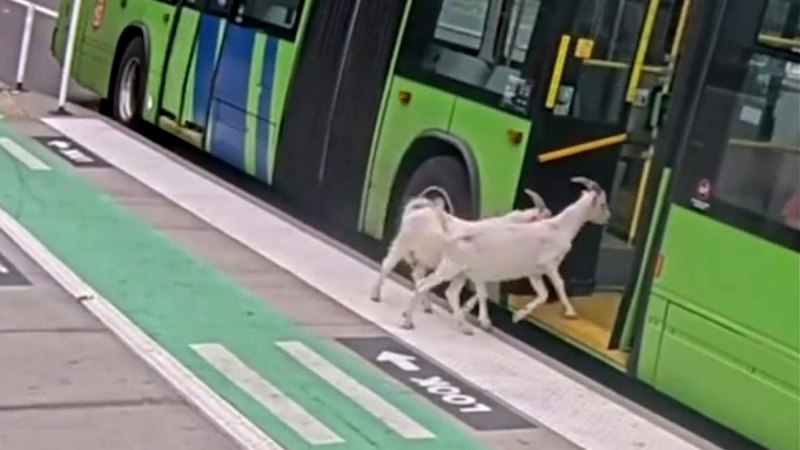 Moment billy goats board a bus in Portland