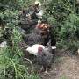 Ten viral genome regions may explain why deadly chicken virus evades vaccines