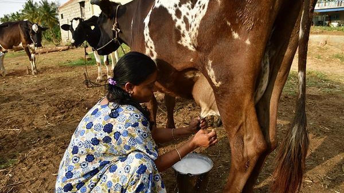 MLA demands hike of ₹10 a litre in milk procurement price to help drought-hit farmers in Karnataka