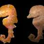 New museum find shows nature can't stop inventing seahorses