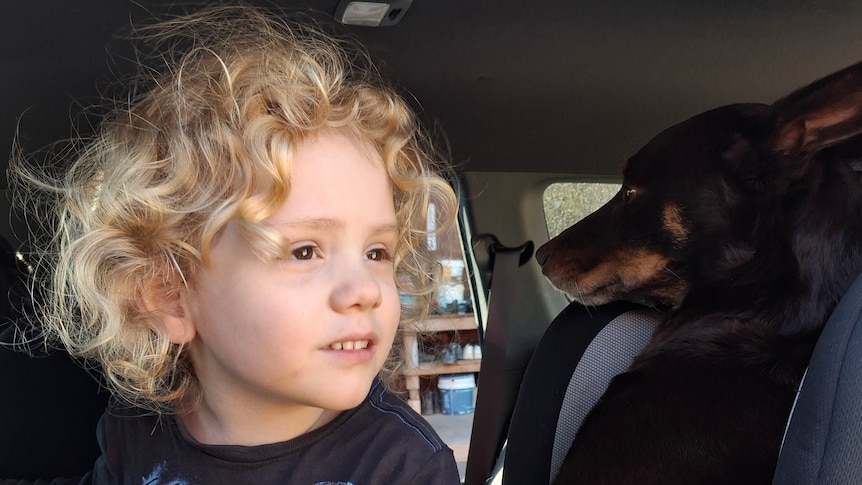 Police 'working their arses off' in search for missing 4yo, lead detective says