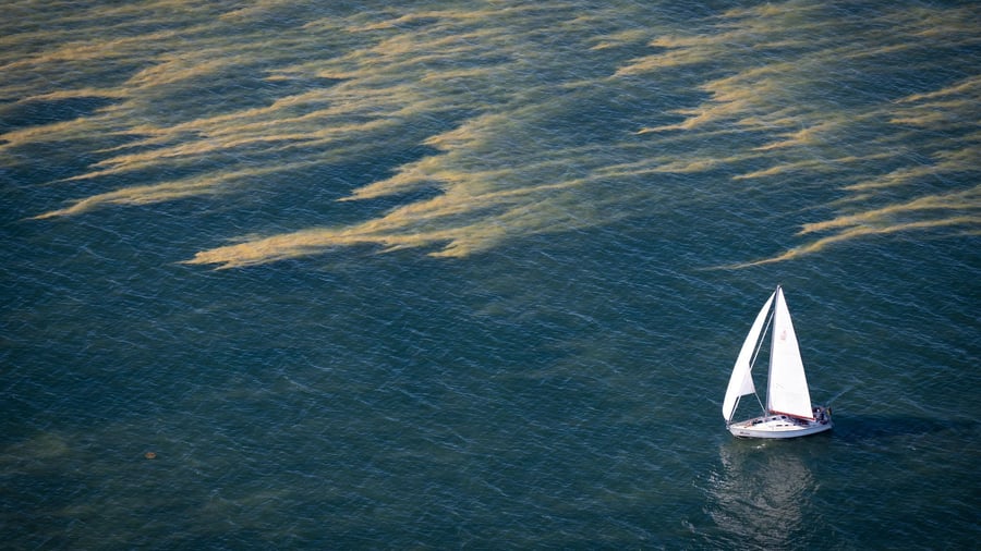 Bacterial carpets: Blue-green algae in the Baltic Sea and lakes – a warning for bathers