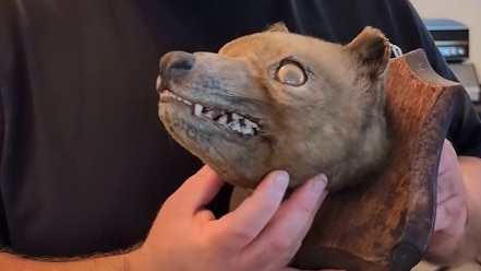 Tasmanian tiger head find at UK auction a 'holy grail' for collector