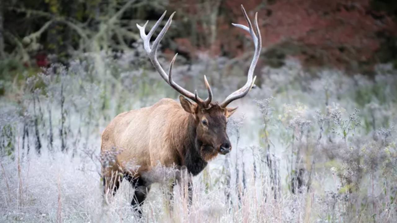 Elk herd in Smokies grows from 25 to 250+ in 25 years after reintroduction