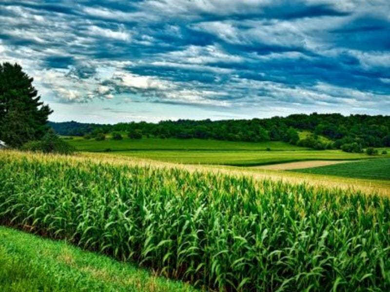 Corn Reverts Back Lower on Thursday