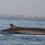After commercial whaling nearly erased them, blue and fin whales are slowly reclaiming the southeast Atlantic