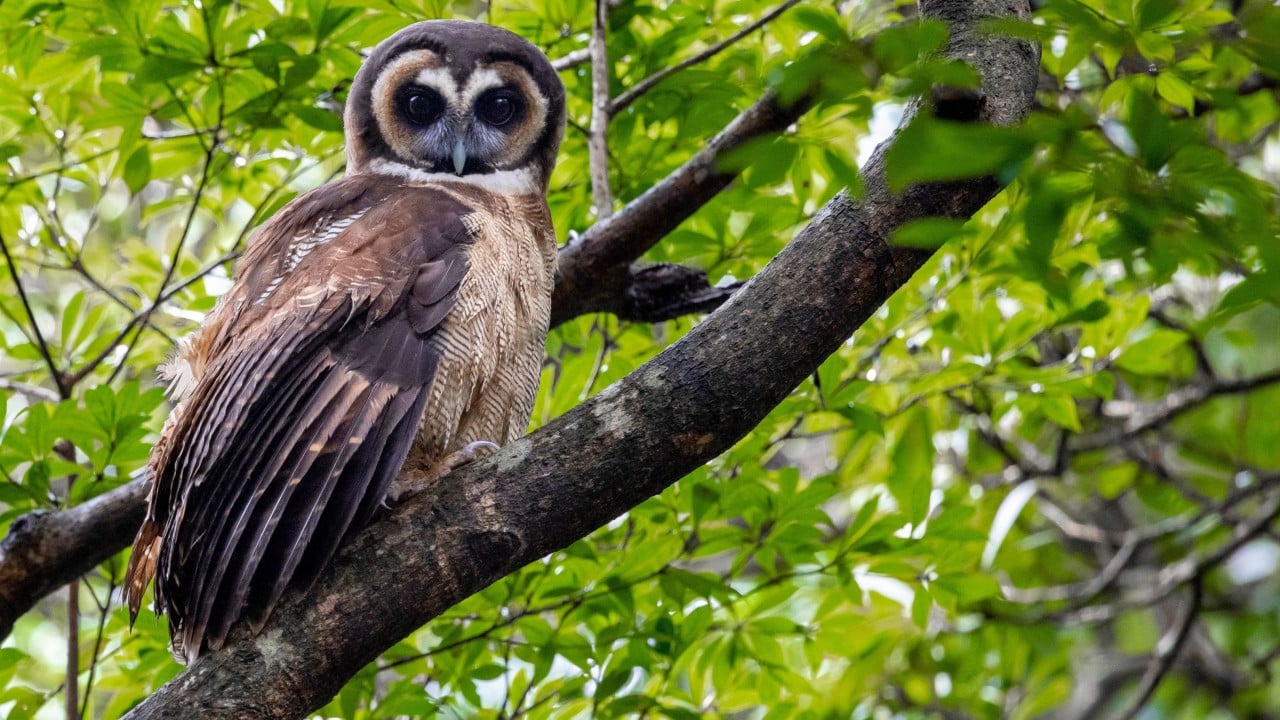 Hong Kong’s biodiversity ‘richer than we know’ but many species lack protection