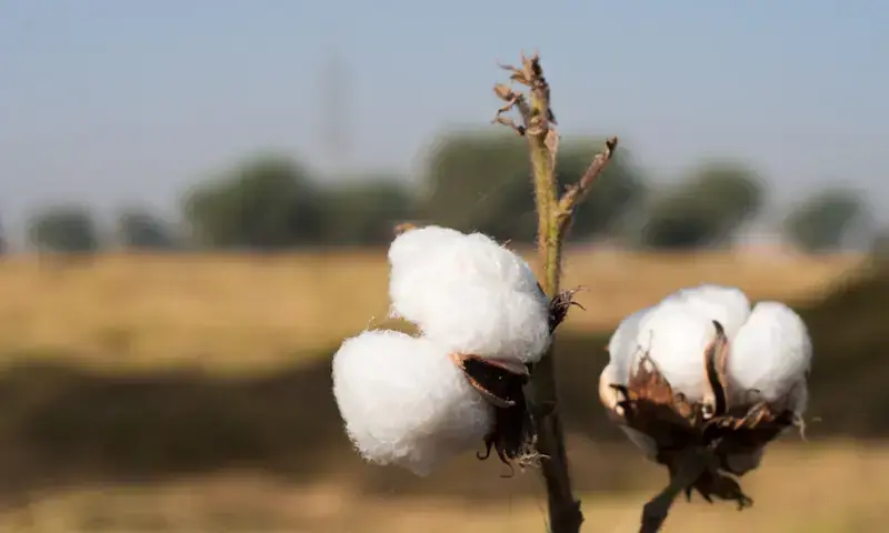 Rise in mercury ‘affects’ cotton seed germination in Punjab