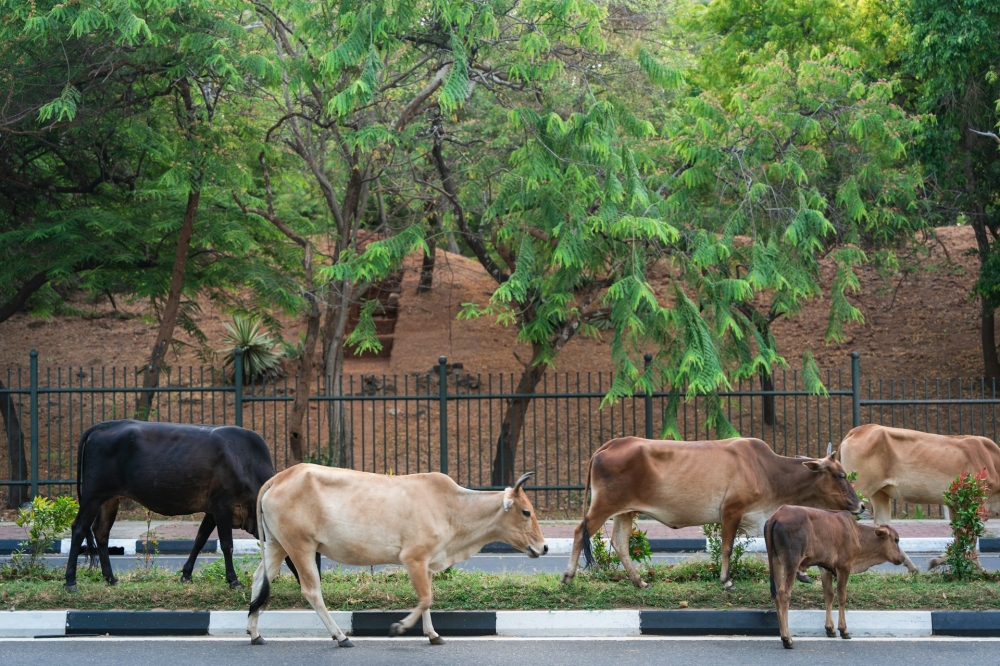 Batu Gajah council empowers community to tackle roaming livestock blamed for road accidents