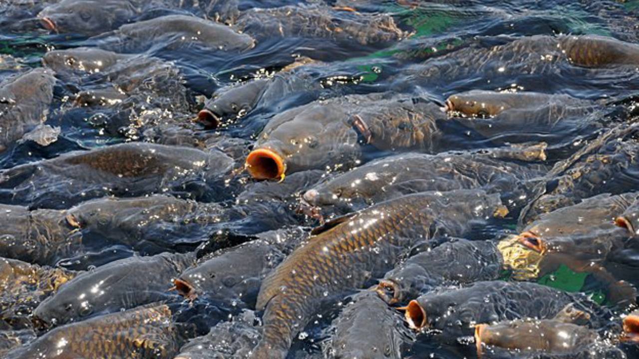 Invasive carp make up 90% of Mississippi River fish die-off
