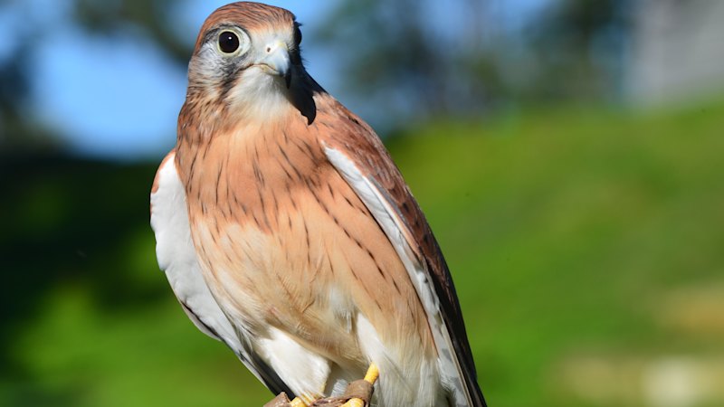 Falcon named Sparrow missing from Brisbane wildlife sanctuary
