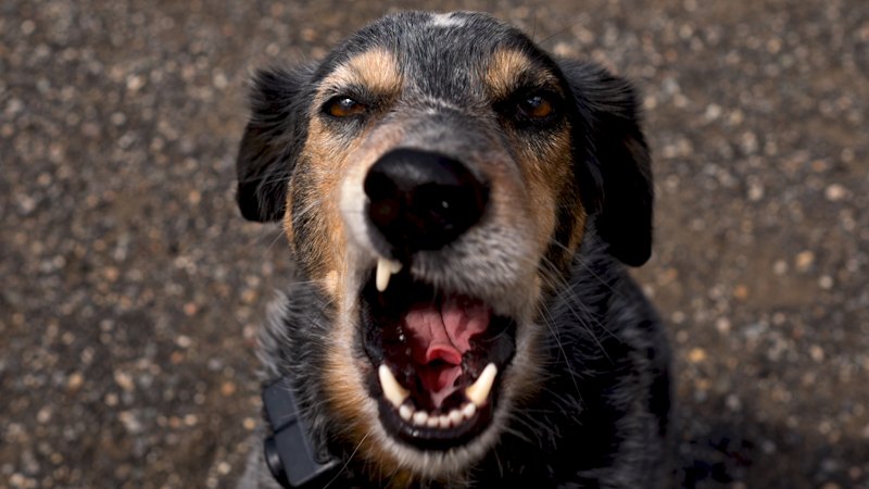 I get it, you love your dog. But don’t bring it to my pub