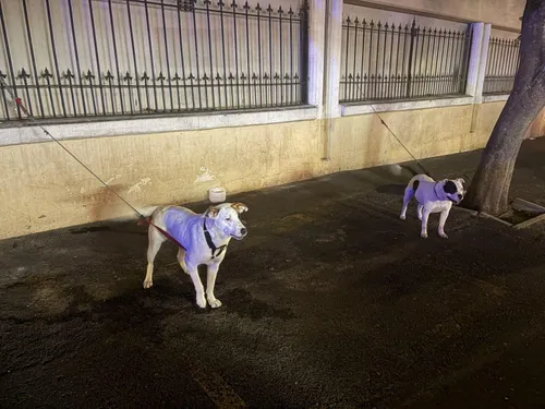 Three dogs seized after alleged attack on officers in Cape Town’s Long Street