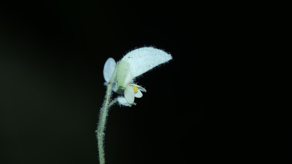 New Begonia species described from Arunachal Pradesh