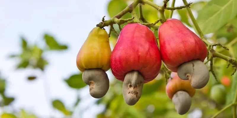 President of Cashew Processors Ghana calls for government support to boost cashew value chain