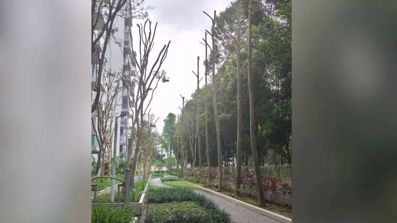 Yishun residents unhappy after 12-year-old trees heavily pruned: ‘Now it’s sunny and hot’