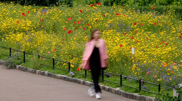 Think twice before growing that Instagram-perfect wildflower meadow