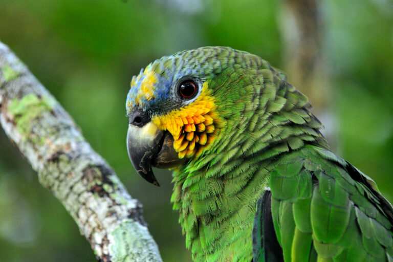 Brazil’s tropical forest fund races to raise $2.7 billion before deadline