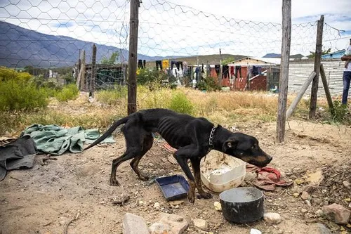 Recognising International Homeless Animals Day: A call for responsible pet guardianship