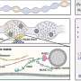Parkinson's gene linked to early dysfunction in brain cells