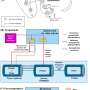 Engineers create digital twin of gut-brain axis to advance neurostimulation therapies