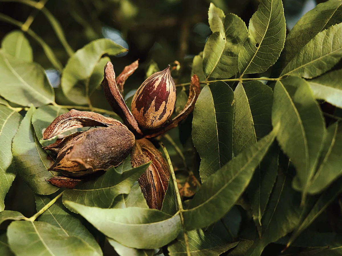 Meet the Original Supernut: Why American Pecans deserve a place beyond the baking cupboard