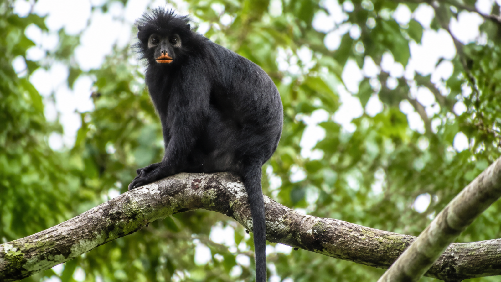 New monkey species discovered in Congo nearly 20 years after a mysterious photograph