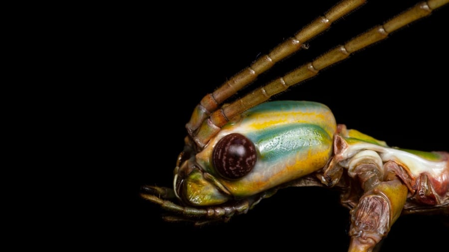 Längliche Insekten: Bizarre Mimikry-Künstler: Stabschrecken in Australien