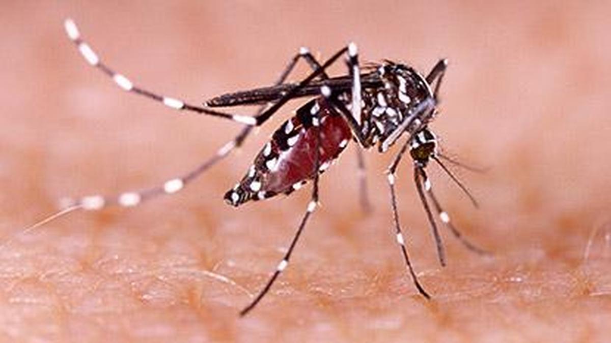 Dengue, influenza in circulation; Chennai hospitals see steady rise in fever cases
