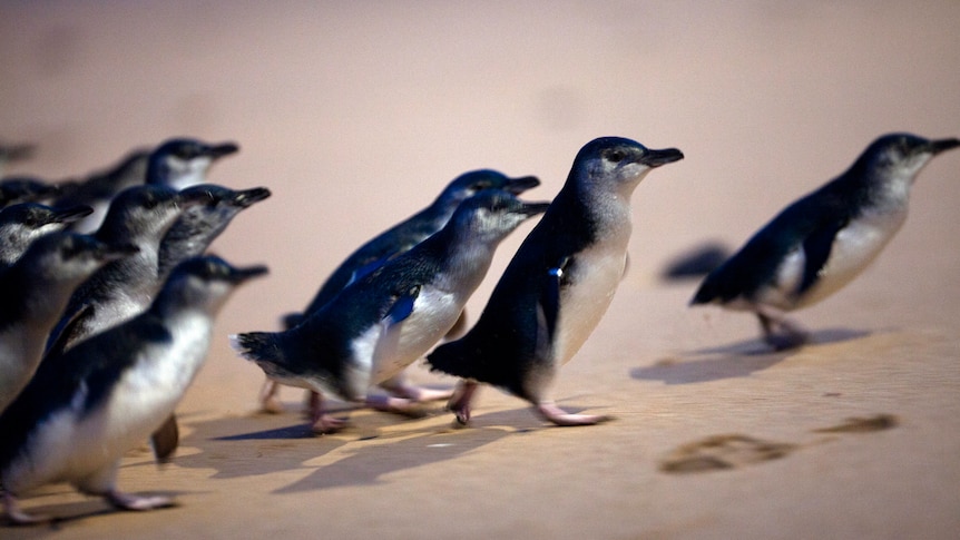 First H5N1 bird flu death recorded in Phillip Island penguins