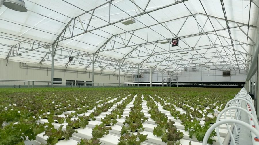 2 cyclospora deaths reported in Michigan