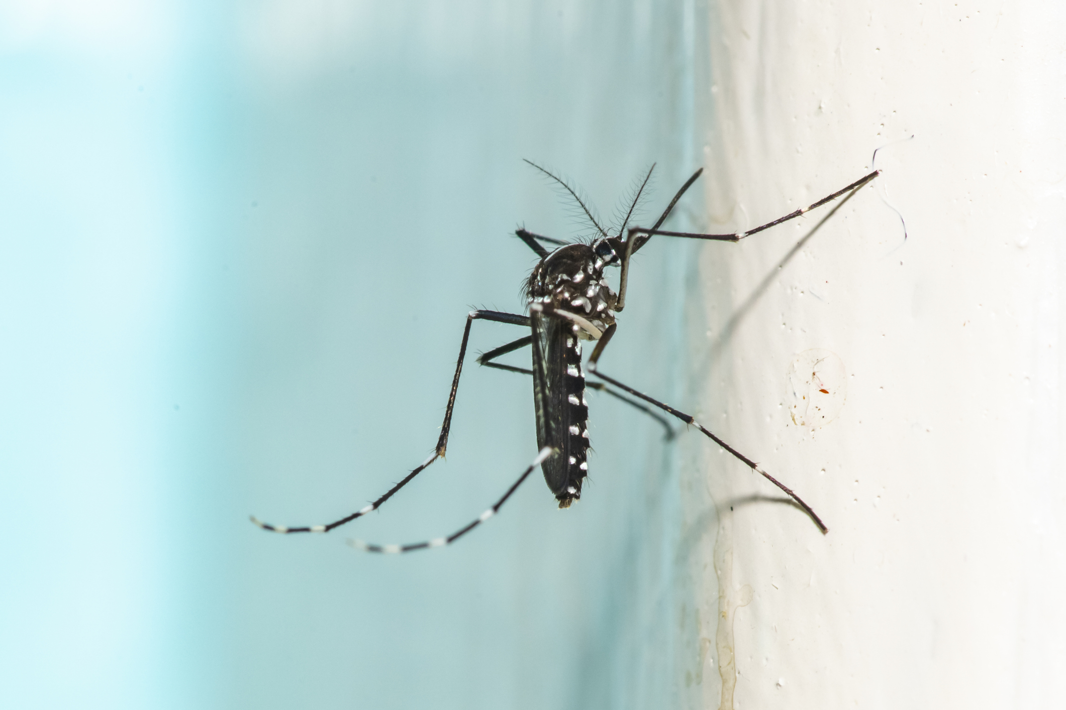 15 Things Mosquito Experts Never Do in the Summer