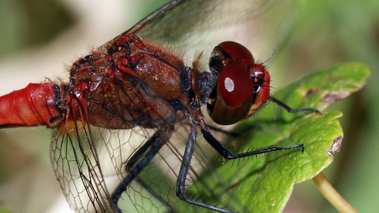 Giant eyes, 360-degree vision and lightning-fast reflexes: Why dragonflies are remarkable hunters