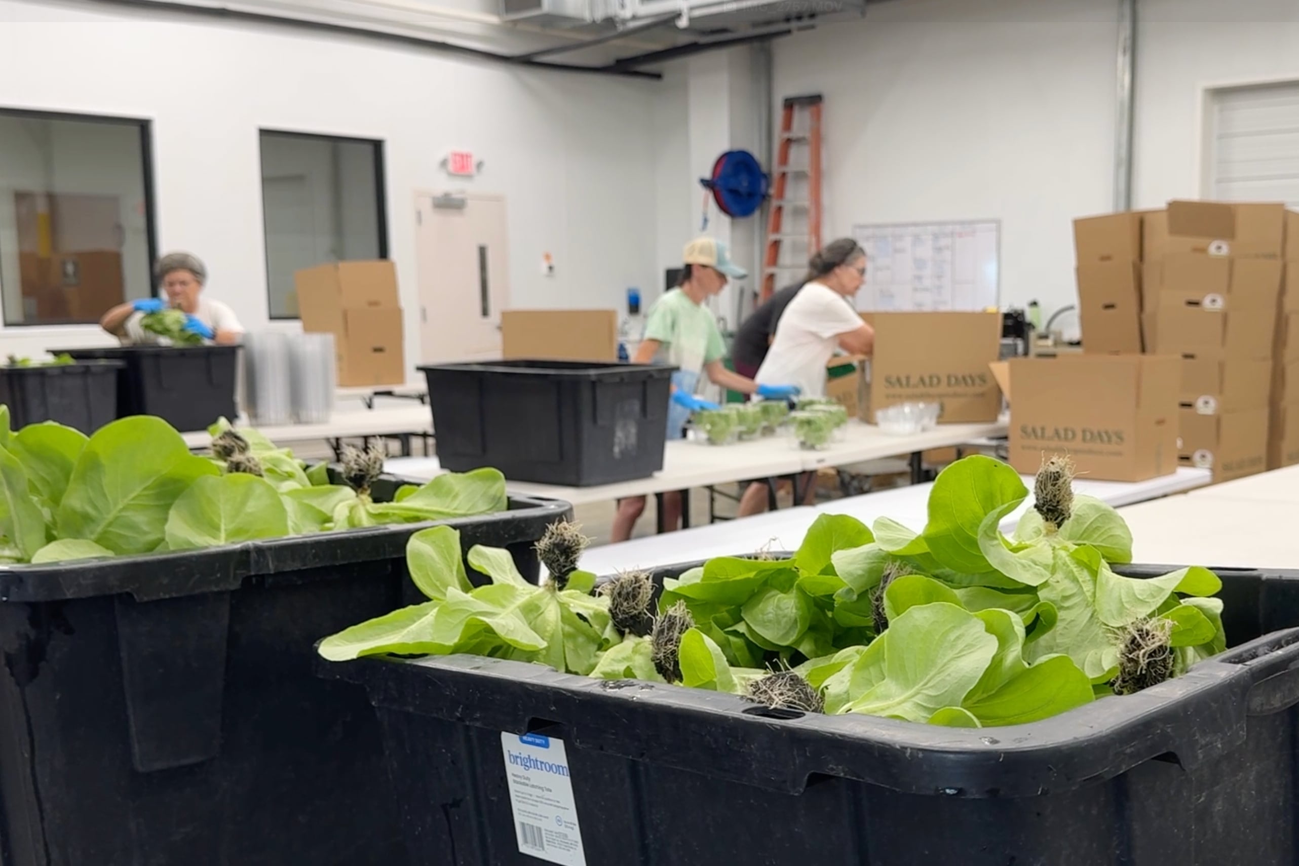 First deaths in the United States from an outbreak of explosive diarrhea caused by lettuce contaminated with Cyclospora