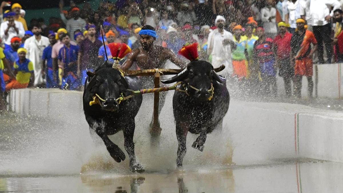 Kambala will be held as part of Mysuru Dasara on October 18-19