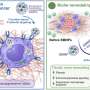 Targeted nanoparticles reduce tumor scarring and enable immunotherapy response in mice
