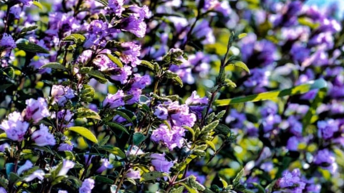 Kerala’s Chokramudi hills to open for tourists as Neelakurinji blooms paint Munnar blue