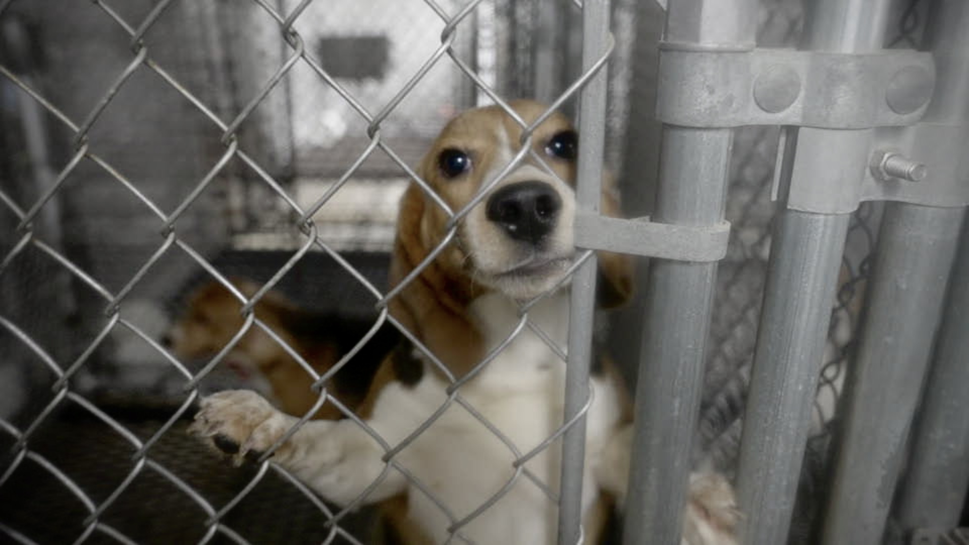 Producers Ross Kauffman, Sarah Sarandos, Scott Veltri Board ‘They Were Good Dogs,’ Lily Blavin Exposé On Beagles Used For Research