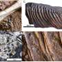 Stomach stone hypothesis sheds light on the evolution of dinosaur digestive systems